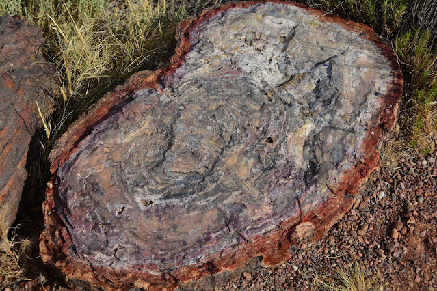 Crystal Forest Petrified Forest