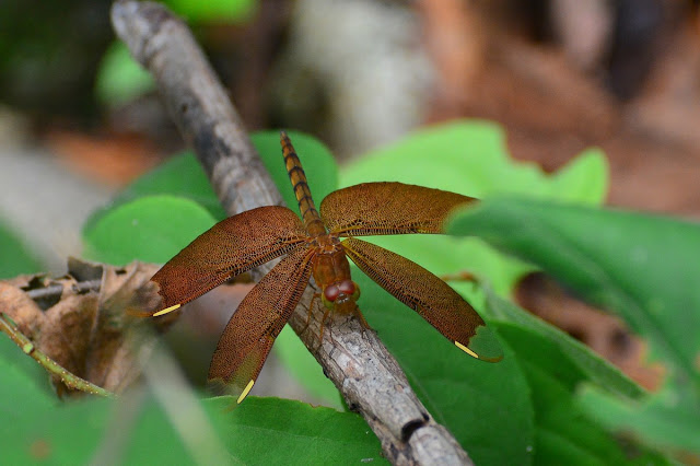 Neurothemis fulva