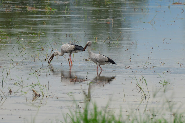 Anastomus oscitans - Bec-ouvert indien