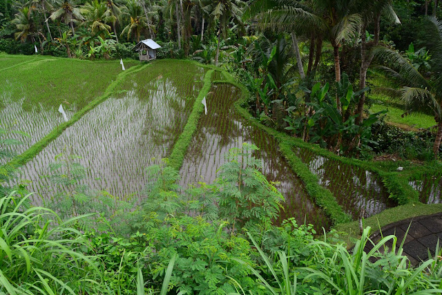 rizières Bali