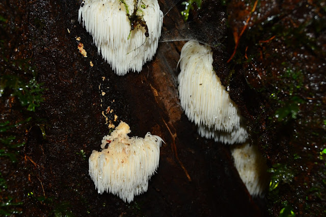 Hericium erinaceus