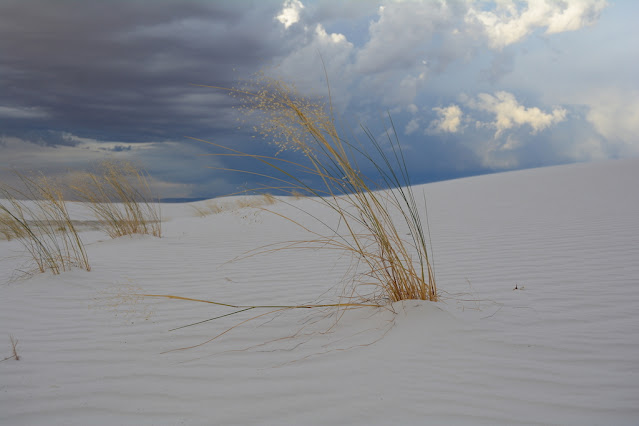 Eriocoma hymenoides Eriocoma hymenoides