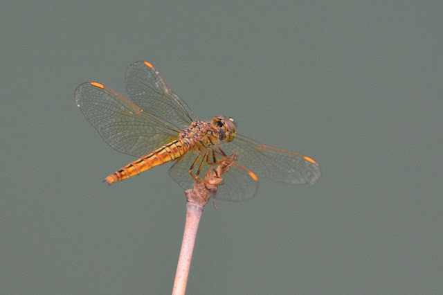 Brachythemis contaminata