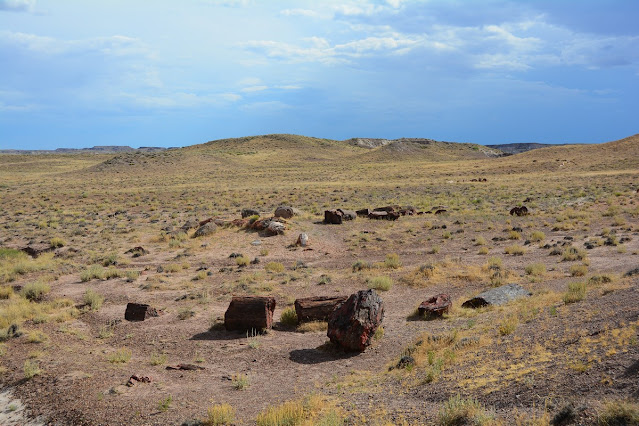 Jasper Forest Petrified Forest