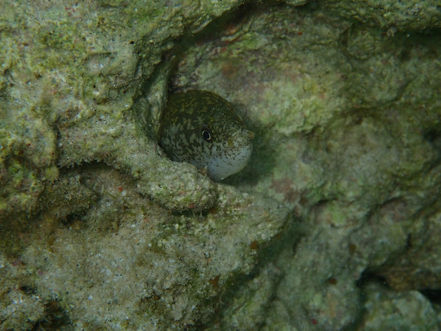 Uropterygius macrocephalus