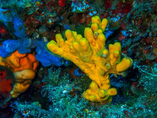 Axinella verrucosa Axinella verrucosa
