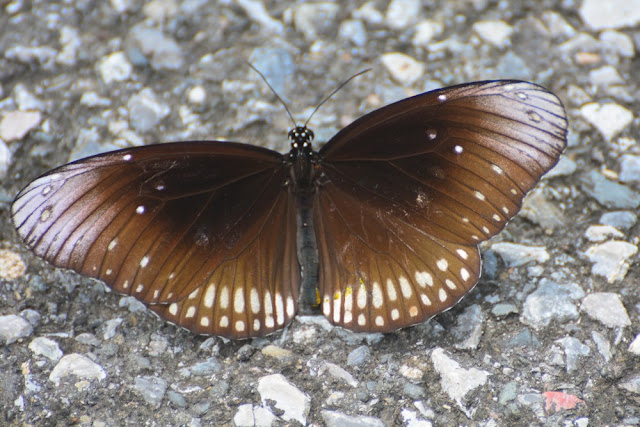 Euploea core