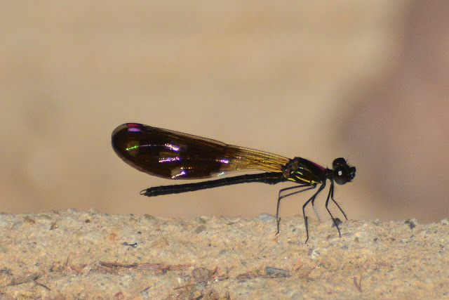 Aristocypha fenestrella