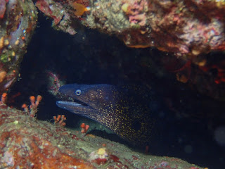 Muraena helena 
