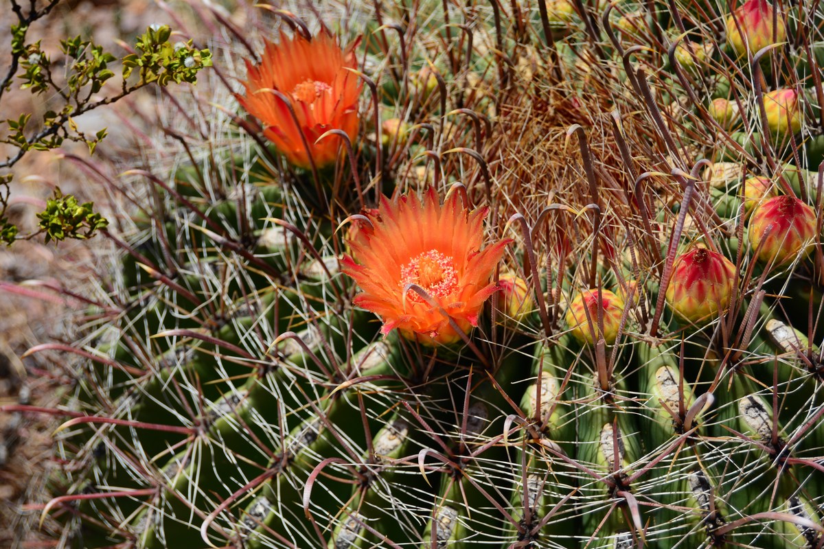 Ferocactus wislizeni