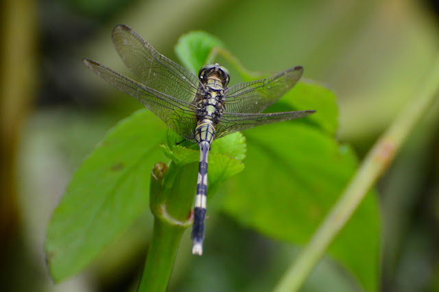 Orthetrum sabina