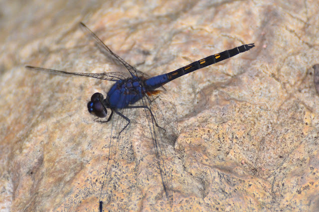 Trithemis festiva