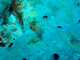 Tripterygion melanurum