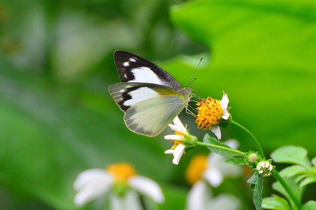 Appias albina