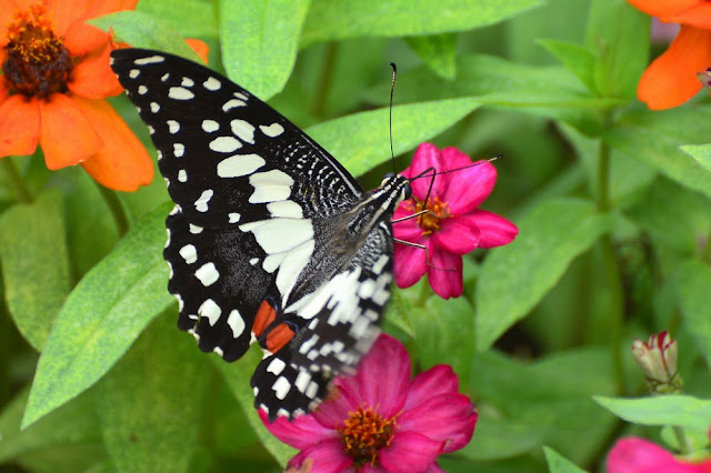 Papilio demoleus