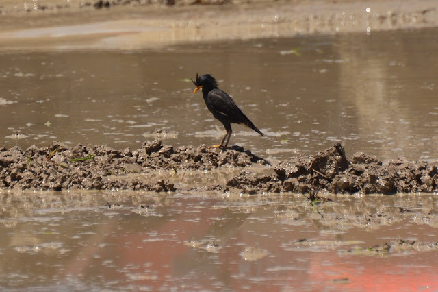 Acridotheres grandis - Mainate à ventre blanc